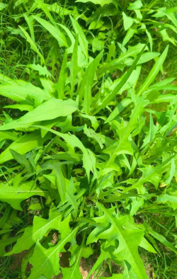 新疆鹅可以吃的草