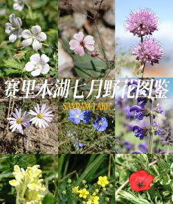 小众送妈妈的花有哪些花