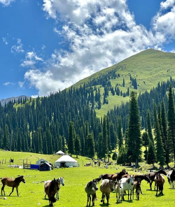 小众送妈妈的花有哪些花