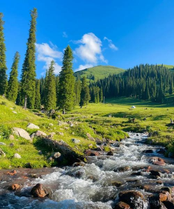 小众送妈妈的花有哪些花