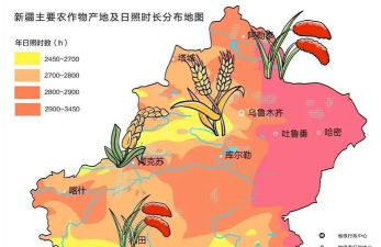 小众送妈妈的花有哪些花