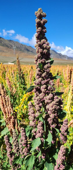 新疆西藏产什么农作物