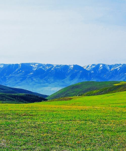 小众送妈妈的花有哪些花