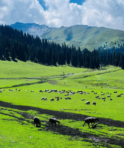 小众送妈妈的花有哪些花