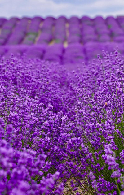 小众送妈妈的花有哪些花