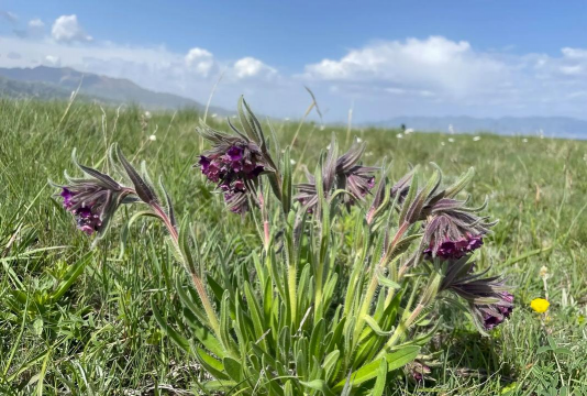 新疆草原 发状 草