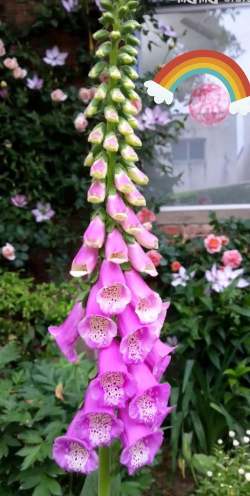 新疆能种毛地黄