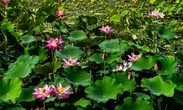 小众送妈妈的花有哪些花