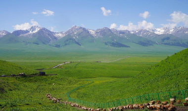 小众送妈妈的花有哪些花