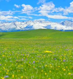 小众送妈妈的花有哪些花