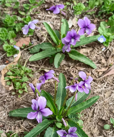 新疆有紫花地丁产地吗