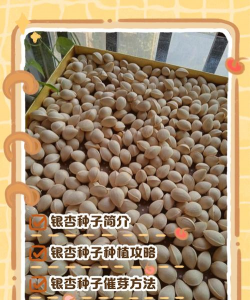 新疆杏树种子价格