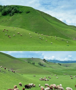 新疆草地资源有几大类