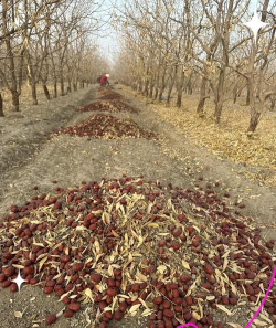 小众送妈妈的花有哪些花
