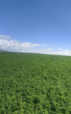 小众送妈妈的花有哪些花