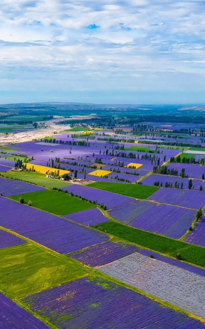 小众送妈妈的花有哪些花