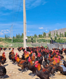 小众送妈妈的花有哪些花