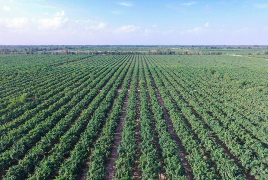 新疆主要经济作物