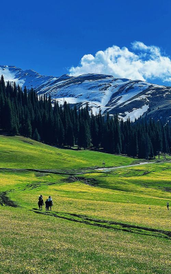 小众送妈妈的花有哪些花