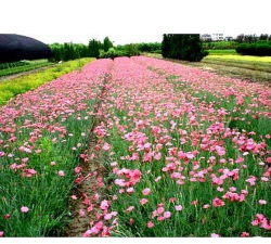 小众送妈妈的花有哪些花