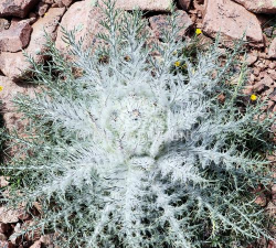 小众送妈妈的花有哪些花