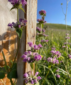 小众送妈妈的花有哪些花