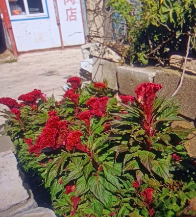 新疆凤尾鸡冠花花期