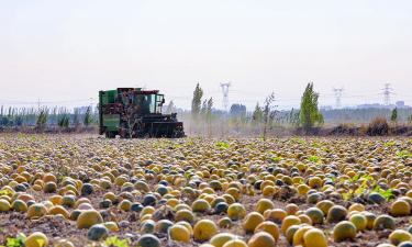 新疆7月份种什么农作物