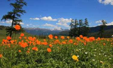 小众送妈妈的花有哪些花