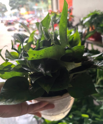 小众送妈妈的花有哪些花