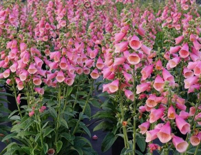 小众送妈妈的花有哪些花