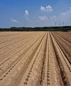 小众送妈妈的花有哪些花