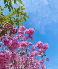 新会大泽镇紫风铃花花期