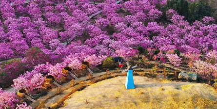 新会紫风铃花绿美生态园