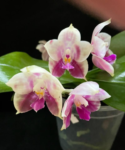 小众送妈妈的花有哪些花