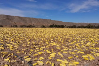 小众送妈妈的花有哪些花