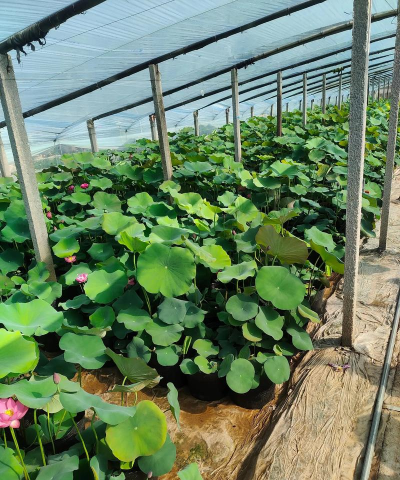 小众送妈妈的花有哪些花