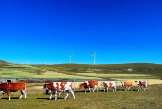 小众送妈妈的花有哪些花