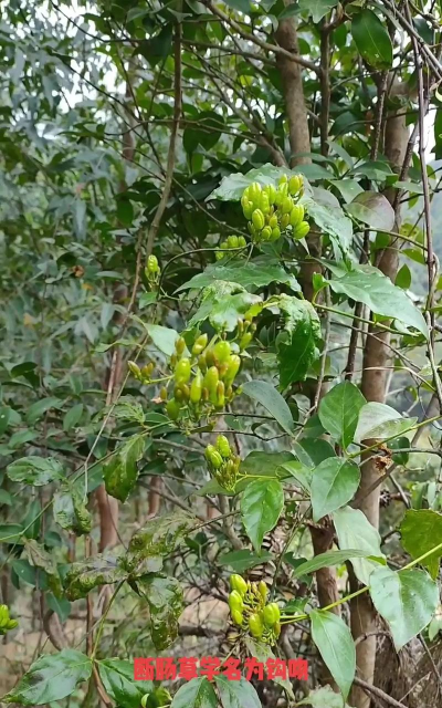 小众送妈妈的花有哪些花