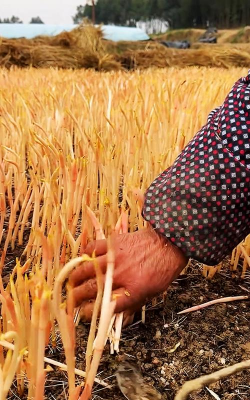 小众送妈妈的花有哪些花