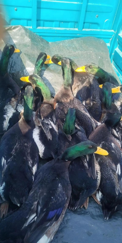 小众送妈妈的花有哪些花