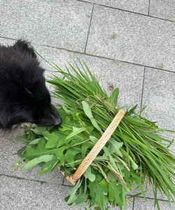 小众送妈妈的花有哪些花