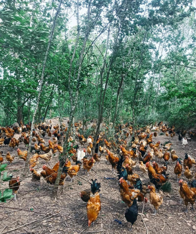 小众送妈妈的花有哪些花