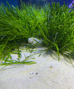 小众送妈妈的花有哪些花