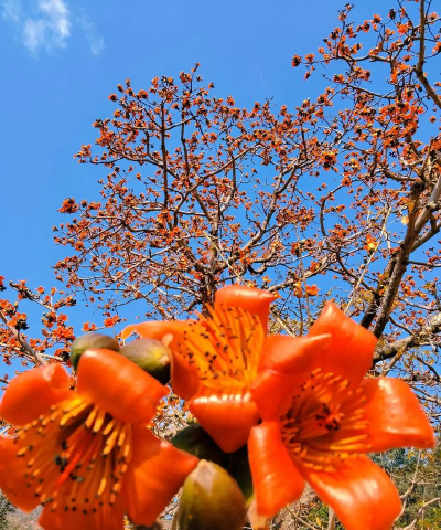 小众送妈妈的花有哪些花