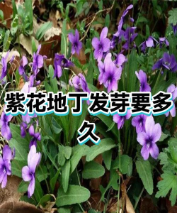 播种紫花地丁多久发芽
