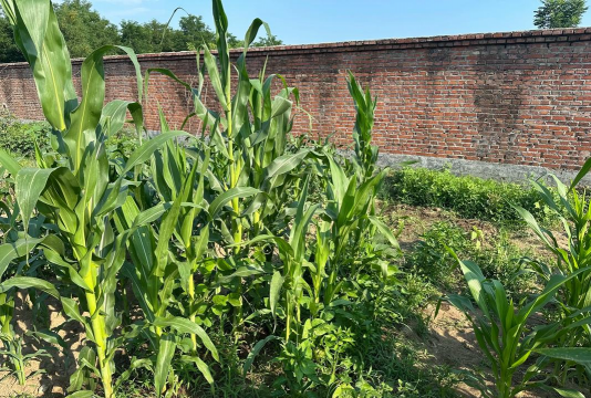 小众送妈妈的花有哪些花