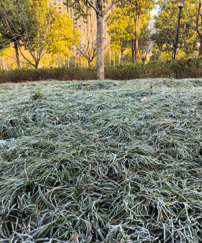 小众送妈妈的花有哪些花