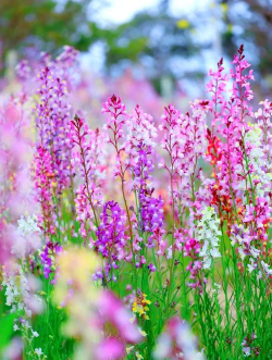 小众送妈妈的花有哪些花