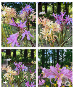 小众送妈妈的花有哪些花